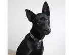 Adopt Charles D160381 PENDING ADOPTION a Black German Shepherd D