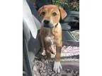 Adopt Betty a TanYellowFawn - with White Shar Pei  Labrador Retr