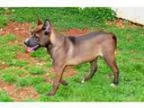 Adopt Spring a American Staffordshire Terrier