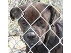 Adopt Babe a Rottweiler Boxer