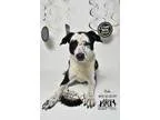 Adopt Reba - In Training a Labrador Retriever  Mixed dog in Jeff