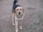 Adopt Star a German Shepherd Dog Labrador Retriever