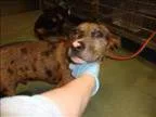 Adopt Duke a Catahoula Leopard Dog