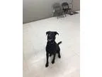 Adopt Kyia a Labrador Retriever