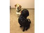 Adopt Rebel and Rocky a Black - with Brown Red Golden Orange or 