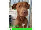 Adopt Chachi a Labrador Retriever Hound