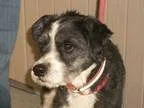 Adopt Raven a Black - with White Shih Tzu  Border Collie  Mixed 