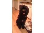 Adopt Costa a Poodle Saint Bernard St. Bernard
