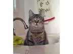 Adopt Tabitha a Brown Tabby Domestic Shorthair (short coat) cat 