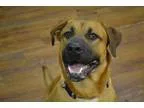 Adopt Trevor a Labrador Retriever