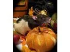 Adopt Saffron a Rat