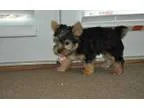 Gigig gentle yorkie female