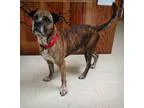 Adopt Rambo a BrownChocolate Boxer  Mixed dog in Ashtabula OH (1