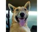 Adopt Murphy a Bull Terrier