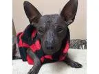 Adopt Woody a Black XoloitzcuintleMexic an Hairless  Mixed dog i