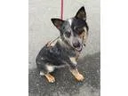 Adopt Bobby Blue a GrayBlueSilverSal t and Pepper Australian Cat