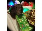 Adopt Merry a Rat
