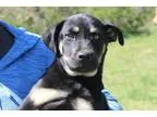 Adopt Rory a Shepherd (Unknown Type)  Mixed dog in Washington DC