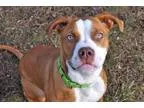Adopt Tinsel a Pit Bull Terrier