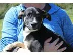 Adopt Sarge a Australian Shepherd