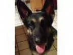 Adopt Zeus a German Shepherd Dog