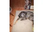 Xsdfsd Teacup Yorkshire Terrier Puppies