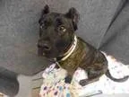Adopt SHEBA a Presa Canario