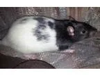 Adopt Dylan a Rat