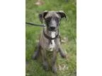 Adopt Star a Black - with White Pit Bull Terrier  Mixed dog in H