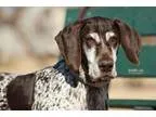 Adopt Freddy a German Shorthaired Pointer