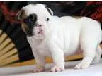 yaya French bulldog puppies