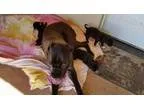 Adopt Barron a Cane Corso Mastiff