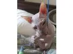 Peterbald (russian sphynx) kit