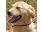 Adopt Bandit (30 lb) a TanYellowFawn - with White Golden Retriev