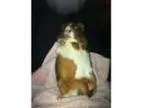 Guinea Pigs