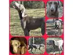Adopt LENORE a Weimaraner