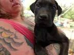 Adopt Inky a Doberman Pinscher