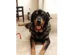 Adopt Andrew a Black - with Tan Yellow or Fawn Rottweiler  Germa