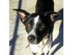 Adopt GretchenAdopted a Spaniel