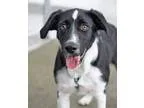 Adopt DANNY BOY a Border Collie