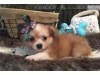 adorable malchi who loves getting kisses