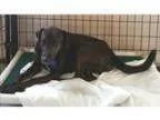 Adopt Spanky a Brindle Boxer German Shepherd Dog Mixed dog in