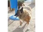 Adopt Liza a German Shepherd Dog