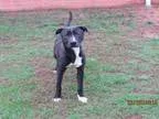 Adopt A073341 a Pit Bull Terrier  Mixed dog in Grovetown GA (146