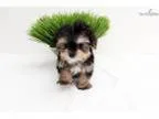 Bella - Teddy Bear Face Teacup Morkie