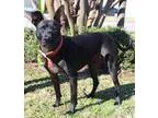 Adopt Emmett a Black Terrier (Unknown Type Medium)  Labrador Ret
