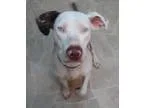 Adopt Bluebelle a Catahoula Leopard Dog