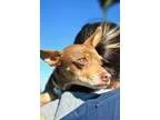 Adopt Pepper a Basset Hound