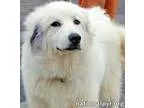 Adopt Annie in PA a Great Pyrenees