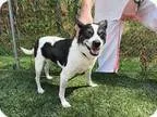 Adopt Margo a Black - with White Boston Terrier  Mixed dog in Ma